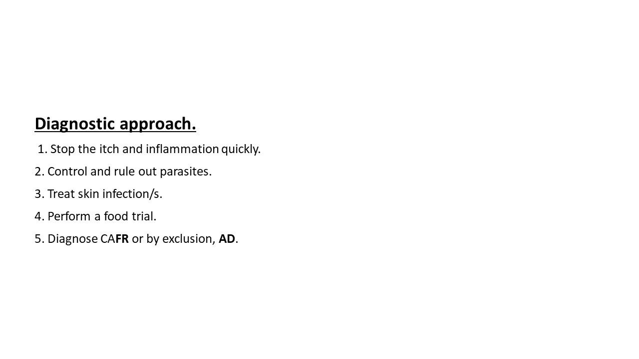 Pruritic_Dog_Webinar_Slide_08.jpg